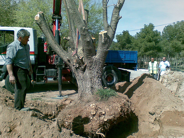 La Concejalía de Agricultura ha trasplantado un ejemplar de morera de más de 60 años de antigüedad - 1, Foto 1