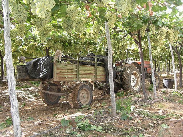Martínez Usero: “Zapatero toma  medidas económicas por valor de 1000 millones de euros dedicados a los agricultores”, Foto 1