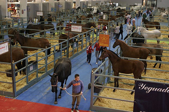 Mañana se conocerán a los mejores caballos del país - 1, Foto 1