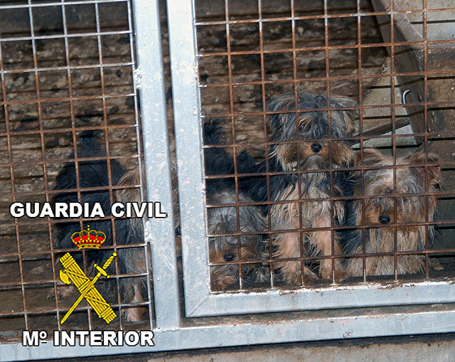 La Guardia Civil desmantela un criadero clandestino de perros Yorkshire Terrier - 1, Foto 1