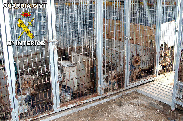 La Guardia Civil desmantela un criadero clandestino de perros Yorkshire Terrier - 2, Foto 2