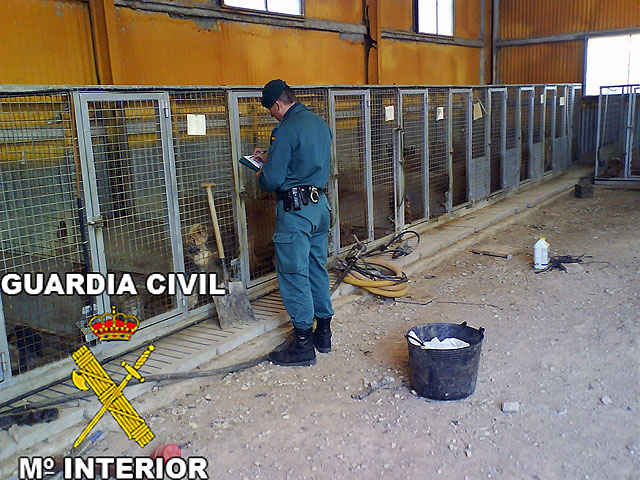La Guardia Civil desmantela un criadero clandestino de perros Yorkshire Terrier - 3, Foto 3