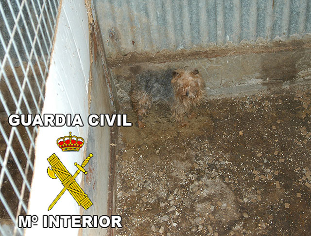 La Guardia Civil desmantela un criadero clandestino de perros Yorkshire Terrier - 4, Foto 4