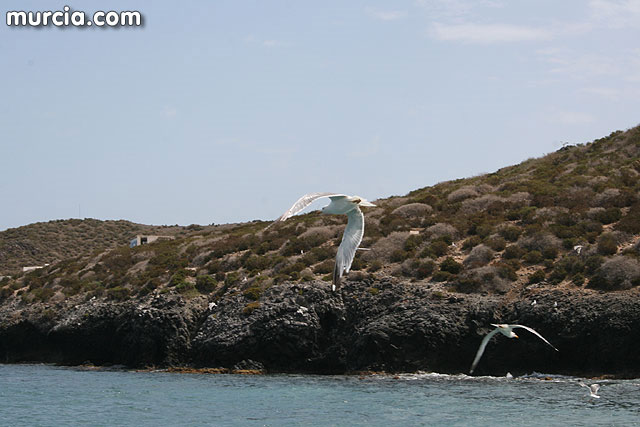 ANSE estudia las migraciones de aves desde Isla Grosa - 3, Foto 3