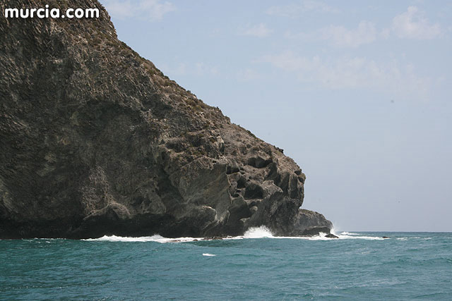 ANSE estudia las migraciones de aves desde Isla Grosa - 4, Foto 4