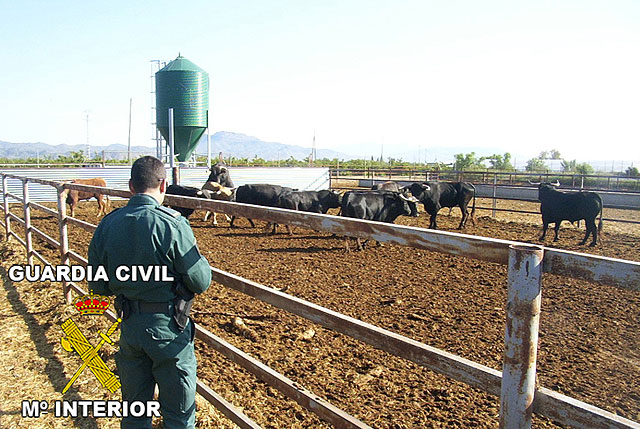 La Guardia Civil desmantela una explotación clandestina de reses bravas en Puerto Lumbreras - 1, Foto 1