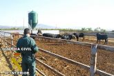 La Guardia Civil desmantela una explotación clandestina de reses bravas en Puerto Lumbreras