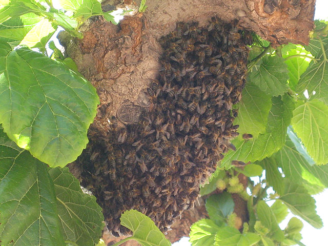 Voluntarios de Protección Civil efectúan dos salidas de emergencia para retirar enjambres de abejas, Foto 1