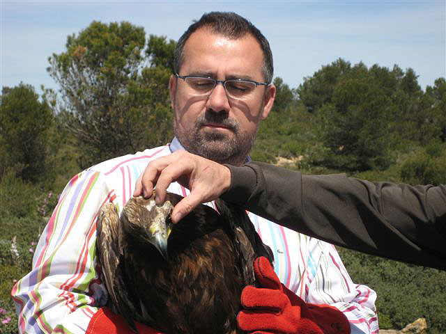Agricultura devuelve a su hábitat natural un águila real después de tratar sus heridas en el Centro de Recuperación de Fauna silvestre de El Valle - 1, Foto 1