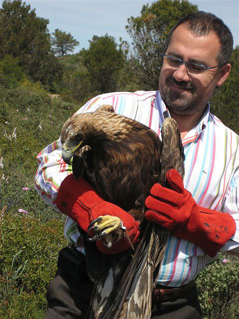 Agricultura devuelve a su hábitat natural un águila real después de tratar sus heridas en el Centro de Recuperación de Fauna silvestre de El Valle - 2, Foto 2