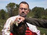 Agricultura devuelve a su hábitat natural un águila real después de tratar sus heridas en el Centro de Recuperación de Fauna silvestre de El Valle