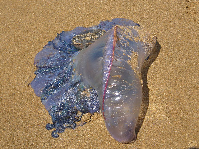 Aparece un ejemplar de carabela portuguesa en Calblanque - 1, Foto 1