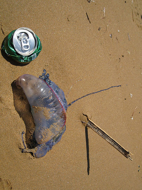 Aparece un ejemplar de carabela portuguesa en Calblanque - 2, Foto 2
