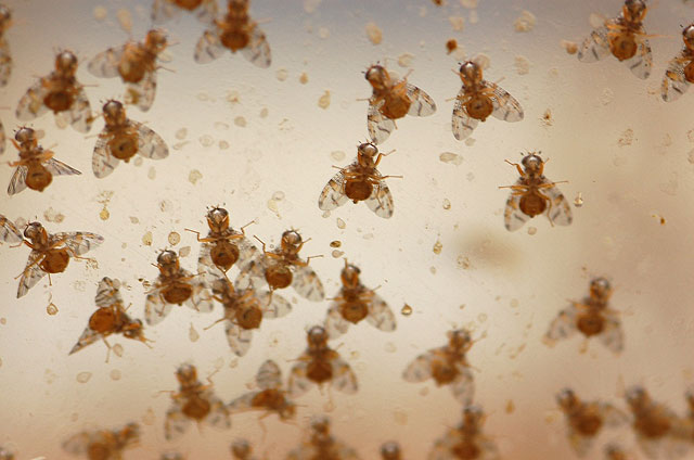 Agricultura presenta en Madrid los resultados de la investigación sobre susceptibilidad del limón a los ataques de la mosca de la fruta - 2, Foto 2