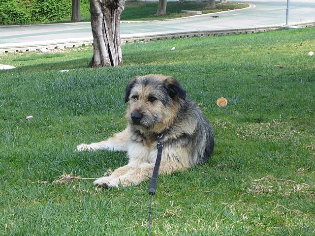 La Asociación para la Protección y Defensa de Animales y Plantas “4 Patas Jumilla” inicia una campaña para buscar casas de acogida para perros y gatos abandonados - 1, Foto 1