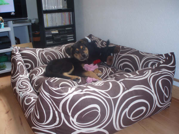 La Asociación para la Protección y Defensa de Animales y Plantas “4 Patas Jumilla” inicia una campaña para buscar casas de acogida para perros y gatos abandonados - 2, Foto 2