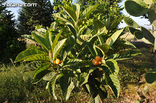 La junta directiva de la Asociación de Vecinos de los Huertos ultima los preparativos para la realización de una jornada de convivencia, que tendrá lugar el proximo día 6 de junio - 1, Foto 1