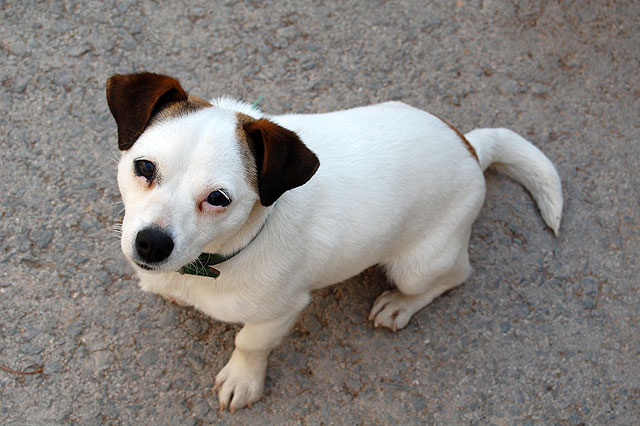 La Universidad de Murcia pide ideas para dar nombre a un perro abandonado convertido en mascota del campus sostenible - 1, Foto 1