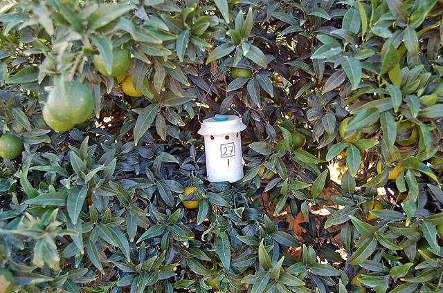 Agricultura abre el plazo de inscripción de parcelas para la exportación de clementina y naranja a Estados Unidos - 1, Foto 1