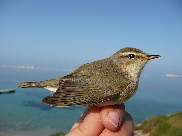 ANSE estudia las migraciones en Isla Grosa, anillando más de 1.800 aves de paso hacia el norte de Europa - 1, Foto 1