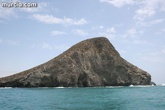 ANSE estudia las migraciones en Isla Grosa, anillando más de 1.800 aves de paso hacia el norte de Europa - 3, Foto 3