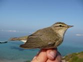 ANSE estudia las migraciones en Isla Grosa, anillando más de 1.800 aves de paso hacia el norte de Europa