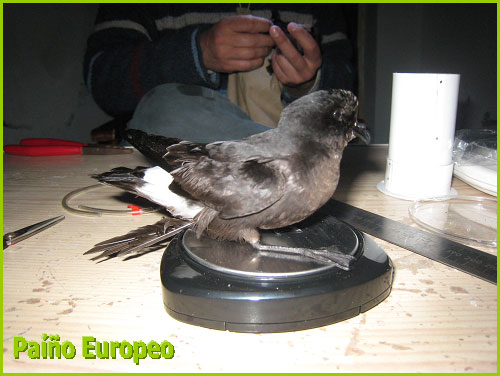 Exposición sobre las aves procellariiformes - 1, Foto 1