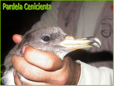 Exposición sobre las aves procellariiformes - 2, Foto 2
