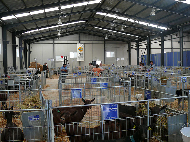 Nueve comunidades autónomas participan en el XXXI Concurso-Subasta Nacional de Caprino de la Raza Murciano Granadina - 1, Foto 1