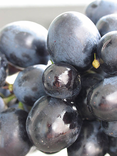 La peña El Ribazo organiza el I concurso nacional de lanzamiento de grano de uva monastrell - 1, Foto 1