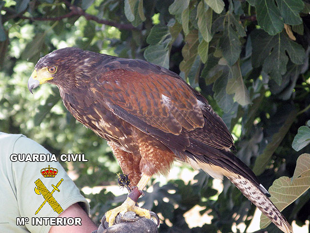 La Guardia Civil detiene a dos personas por el robo de un águila - 1, Foto 1