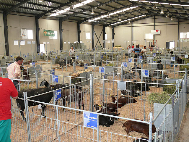 Miles de personas asistieron al XXXI Concurso Subasta Nacional de Caprino de la Raza Murciano Granadina - 2, Foto 2