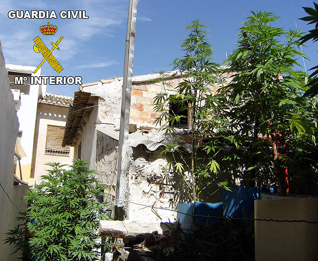 Desmantelado un punto de producción de marihuana en Ricote - 1, Foto 1