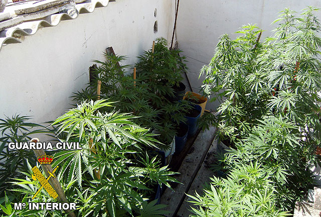 Desmantelado un punto de producción de marihuana en Ricote - 2, Foto 2
