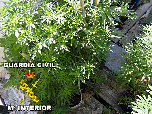 Desmantelado un punto de producción de marihuana en Ricote - 3, Foto 3