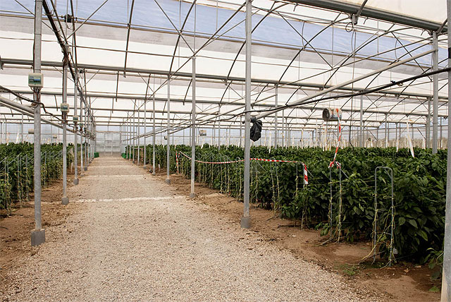 La Palma, a la cabeza de la investigación y el desarrollo agrícola - 4, Foto 4