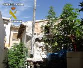 Desmantelado un punto de produccin de marihuana en Ricote