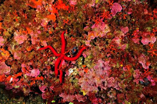 ANSE da a conocer la costa de la Fausilla-El Gorguel que sería destruida por el macropuerto de contenedores. - 1, Foto 1