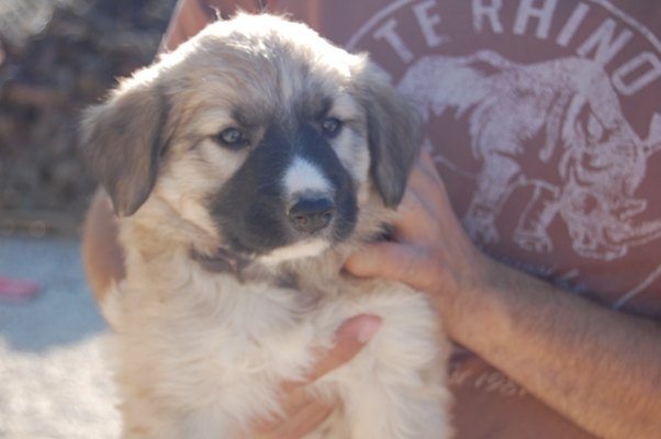 Una cahorrita de mes y medio rescatada de un pozo de aguas residuales - 2, Foto 2