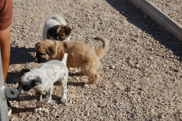 Una cahorrita de mes y medio rescatada de un pozo de aguas residuales - 3, Foto 3