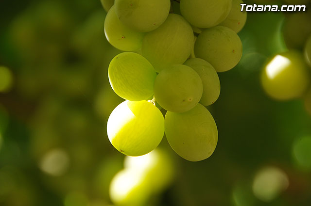 Guardia Civil, Policía Local y vigilantes rurales peinan las zonas de cultivo de uva de mesa, Foto 1