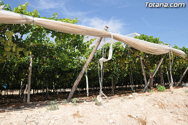 Guardia Civil, Polica Local y vigilantes rurales peinan las zonas de cultivo de uva de mesa - 1
