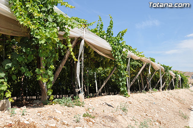 Guardia Civil, Polica Local y vigilantes rurales peinan las zonas de cultivo de uva de mesa - 4