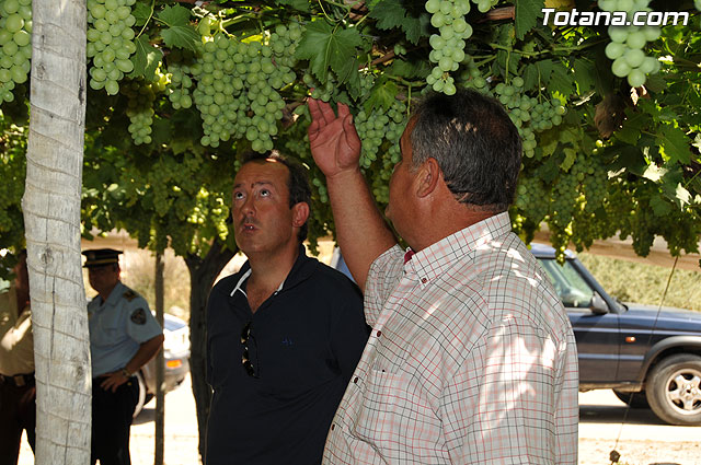 Guardia Civil, Polica Local y vigilantes rurales peinan las zonas de cultivo de uva de mesa - 10