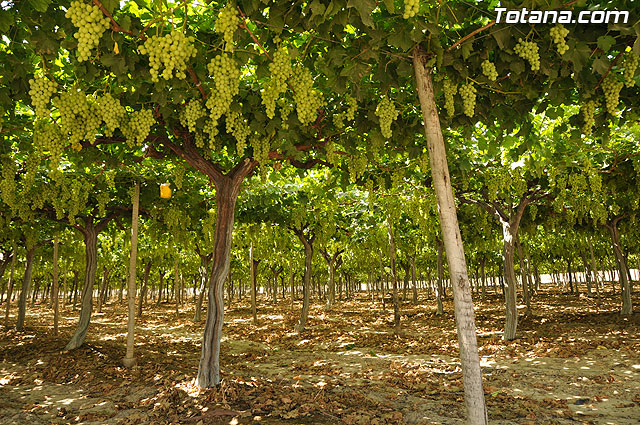 Guardia Civil, Polica Local y vigilantes rurales peinan las zonas de cultivo de uva de mesa - 7