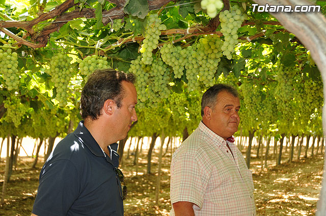 Guardia Civil, Polica Local y vigilantes rurales peinan las zonas de cultivo de uva de mesa - 8
