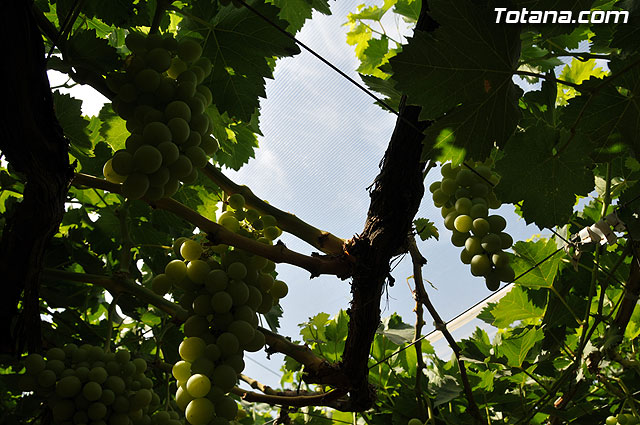 Guardia Civil, Polica Local y vigilantes rurales peinan las zonas de cultivo de uva de mesa - 12