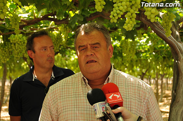 Guardia Civil, Polica Local y vigilantes rurales peinan las zonas de cultivo de uva de mesa - 20