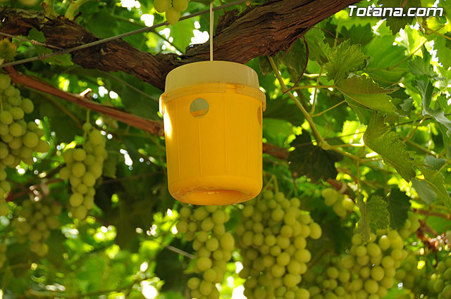 Guardia Civil, Polica Local y vigilantes rurales peinan las zonas de cultivo de uva de mesa - 14