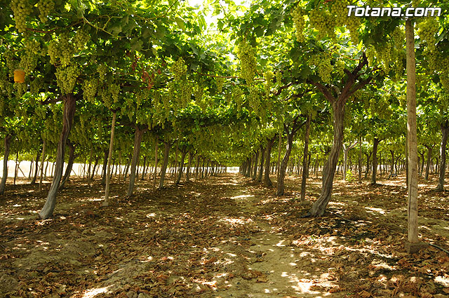 Guardia Civil, Polica Local y vigilantes rurales peinan las zonas de cultivo de uva de mesa - 18